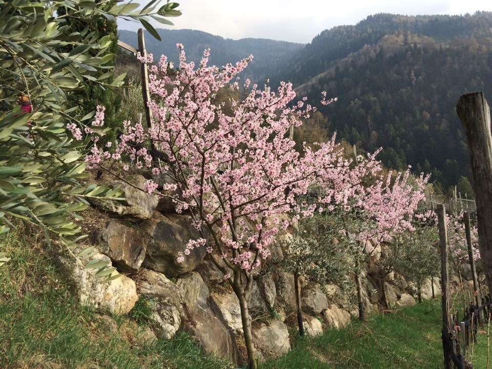 Biohof Niedereben Villa Rablà Kültér fotó
